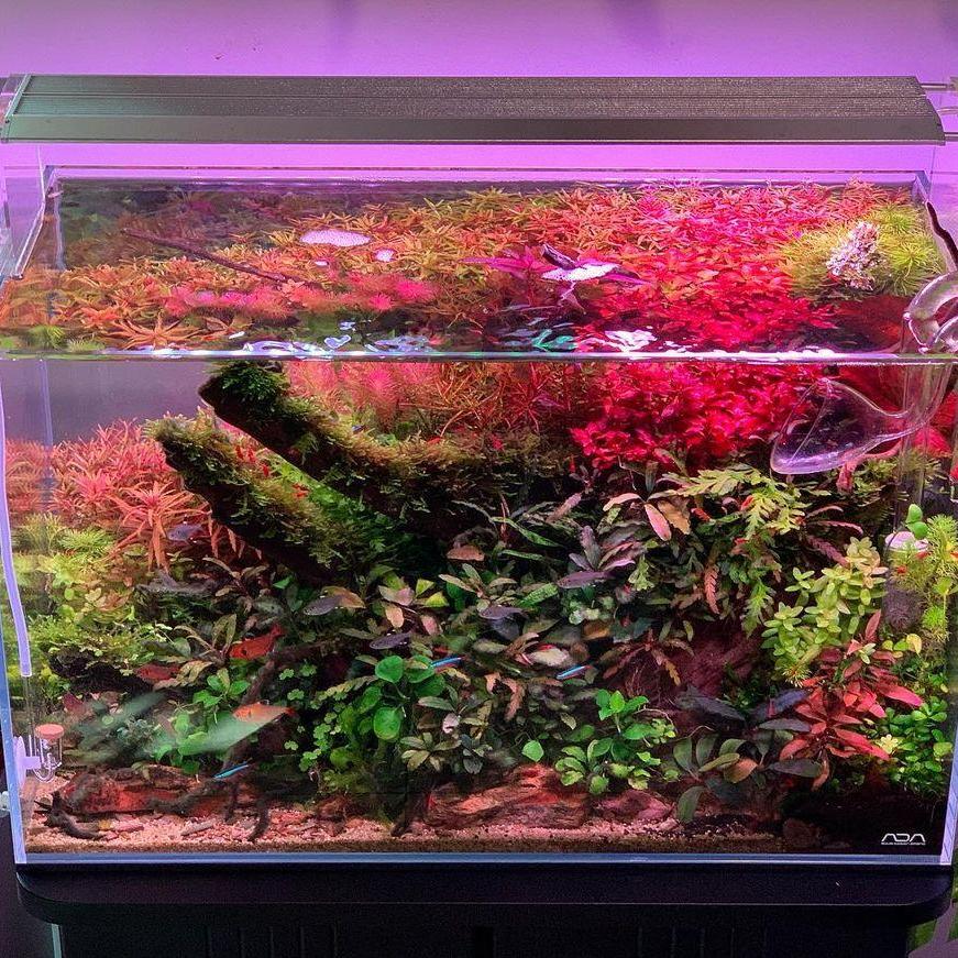 위크 아쿠아 수족관 해양 산호초 어항용 LED 생생한  - Reef Lighting 리뷰 및 가격